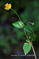 JDA D 03830 Acmella repens.jpg