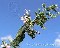 JJBC0327 Loeselia glandulosa.JPG