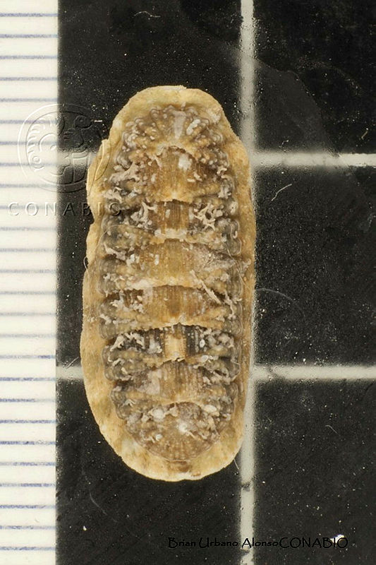 KT014%200015%20Callistochiton%20palmulatus.JPG.rSes5oj0MVV3VUtjQA3g0JtbmFja29CbnFuZ3NAbXJ6LGtwZwA.oasa9HrZix