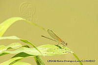 PJ016 0619 Hetaerina americana.JPG