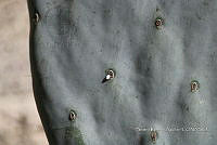 SG002 0117 Dactylopius coccus.jpg