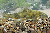 GRC HA022 0093 Catostomus bernardini.jpg