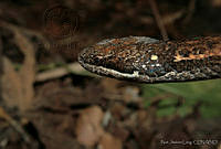 NJL0001 Coniophanes fissidens.jpg