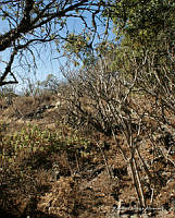 Bosque de Tlalpan (Ruben Ortega Alvarez).jpg