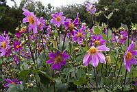 IMDOC0265 Dahlia pinnata.jpg