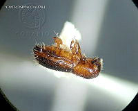 WR012 232 Xyleborinus saxesenii.jpg