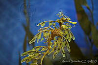 MS0166 Phycodurus eques.jpg