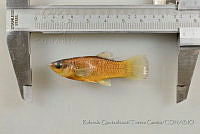 RQTG1216 Poecilia mexicana.jpg