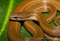 ECA0193 Coniophanes fissidens.jpg