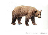 MAPM1289 Ursus americanus.jpg