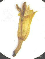 SL2605 Dahlia merckii.jpg