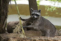 ARS00653 Procyon lotor.jpg