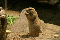 CEOV0182 Cynomys mexicanus.jpg