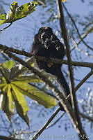 MASM00111 Alouatta palliata.jpg