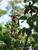 OTVHK040-804 Pithecellobium dulce.TIF