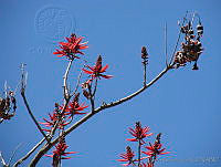 CGL0916 Erythrina americana.jpg