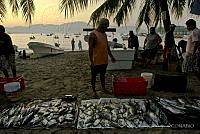 PC0045 Trachinotus rhodopus.jpg