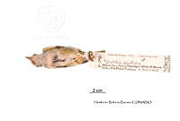 ME006 Aves 0670 Hylophilus decurtatus.jpg