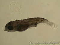 EAGN0172 Psenes sio.jpg