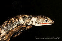 ECA0138 Abronia lythrochila.jpg