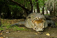 IMDOC0979 Crocodylus acutus.jpg
