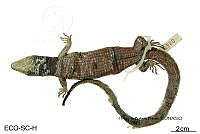 ME006 herp SCLC 0290 Abronia smithi - Campbell & Frost, 1993.jpg