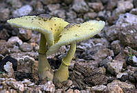 JMSR001 Leucocoprinus birnbaumii.jpg