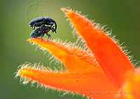 MALR01 Coleoptera.jpg