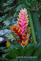 3R 01337 Mercado de Flores Xochimilco.jpg