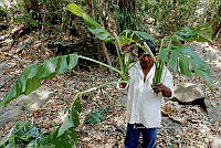 Yolox 1545 Monstera sp..jpg