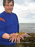 NBA0053 Heliaster kubiniji.JPG