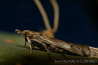 OIEA0011 Cactoblastis cactorum.jpg