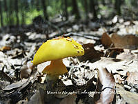 MN6PyH0015 Amanita flavoconia.jpg