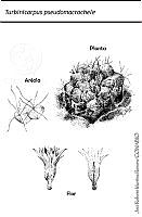 JMRM0015 Turbinicarpus pseudomacrochele.jpg
