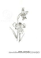 MARL0029 Alophia drummondii.jpg
