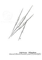 MARL0141 Centritractus belonophorus.jpg