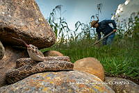 MN6NySH0016 Crotalus triseriatus.jpg