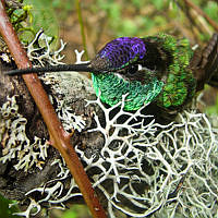 20978 Eugenes fulgens 36 Erick González Medina.jpg