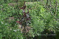 SG019 0321 Amaranthus hybridus.jpg