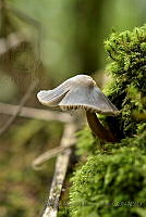 FAMT01 Agaricales.jpg