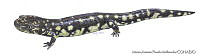 MAPM0704 Ambystoma velasci.jpg