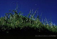 EHX0629 Tripsacum latifolium.JPG