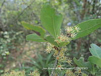JAdNV0114 Xylosma flexuosa.JPG