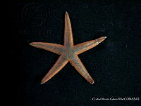 CMGV0107 Luidia columbia.jpg