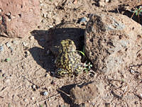 JLE0024 Scaphiopus couchii.jpg