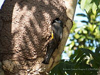 RSA0062 Trogon melanocephalus.jpg