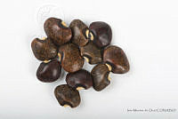 IMDOC2551 Phaseolus lunatus.jpg