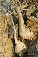 CNS1323 Cucurbita palmata.jpg