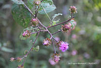 proy JF091 0491 Vernonia alamanii.JPG