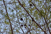 CGL5271 Enterolobium contortisiliquum.jpg